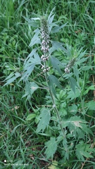 Leonurus quinquelobatus