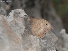 Pseudochazara pelopea