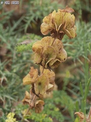 Salvia multicaulis