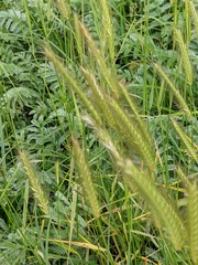 Hordeum secalinum
