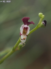 Scrophularia libanotica