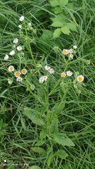 Erigeron annuus