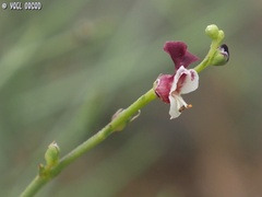 Scrophularia libanotica