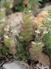 Scutellaria utriculata