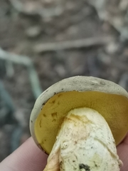 Xerocomus subtomentosus