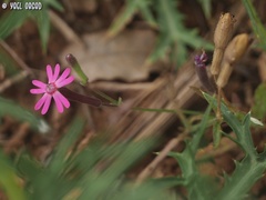 Silene damascena