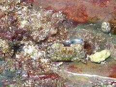 Pachygrapsus transversus