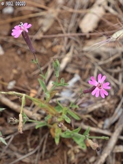 Silene damascena