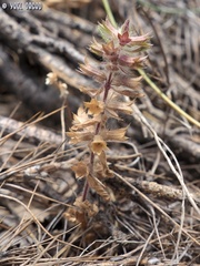 Stachys woronowii
