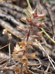 Stachys woronowii