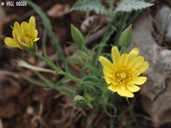 Tragopogon buphthalmoides