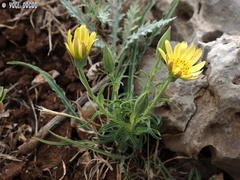 Tragopogon buphthalmoides