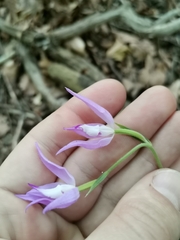 Cephalanthera rubra