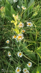 Leucanthemum vulgare