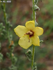 Verbascum damascenum