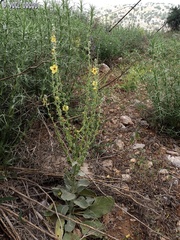 Verbascum damascenum