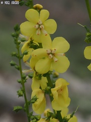 Verbascum qulebicum