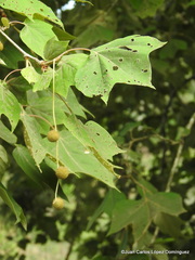 Platanus mexicana