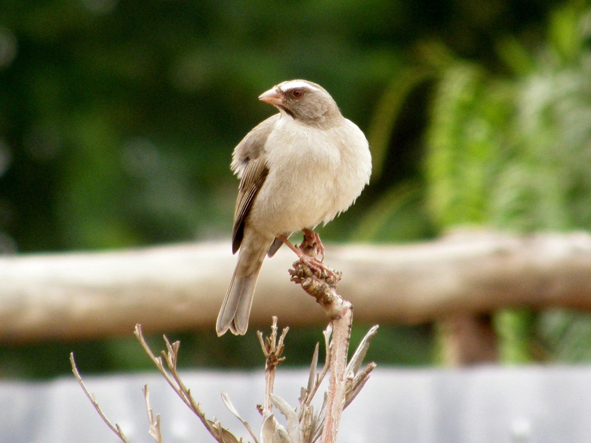Brown-rumped Seedeater illustration