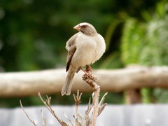 Crithagra tristriata