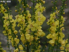 Verbascum qulebicum