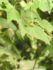 Platanus mexicana