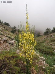 Verbascum qulebicum