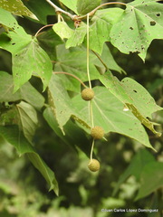 Platanus mexicana