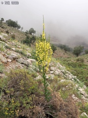 Verbascum qulebicum