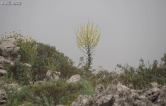Verbascum qulebicum