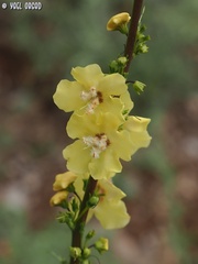 Verbascum qulebicum