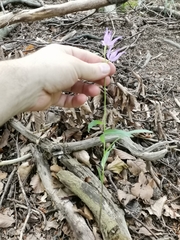 Cephalanthera rubra