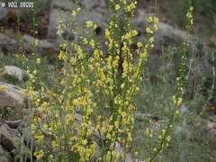 Verbascum qulebicum