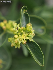 Vincetoxicum dionysiense