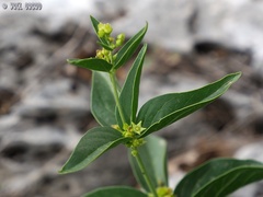 Vincetoxicum dionysiense