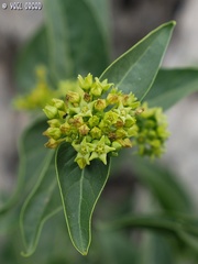 Vincetoxicum dionysiense