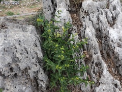 Vincetoxicum dionysiense