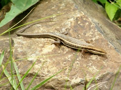 Trachylepis varia