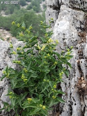 Vincetoxicum dionysiense