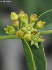 Vincetoxicum dionysiense