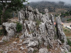 Vincetoxicum dionysiense