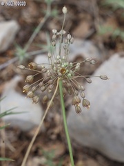Allium albotunicatum