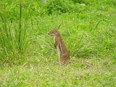 Euxerus erythropus