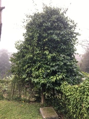 Banisteriopsis caapi