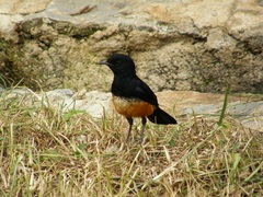 Thamnolaea cinnamomeiventris