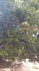 Prunus ursina