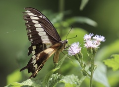 Heraclides ornythion