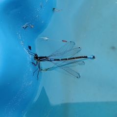 Coenagrion angulatum