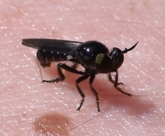 Cerotainia macrocera