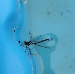 Coenagrion angulatum